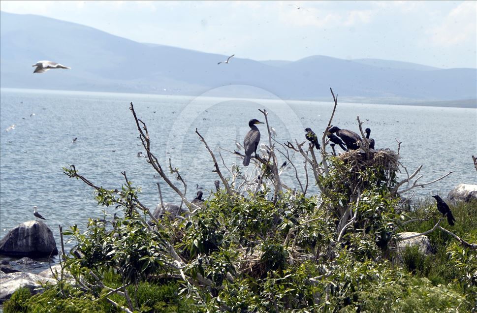 Çıldır Gölü, uçmayı öğrenen yavru kuşlarla şenlendi