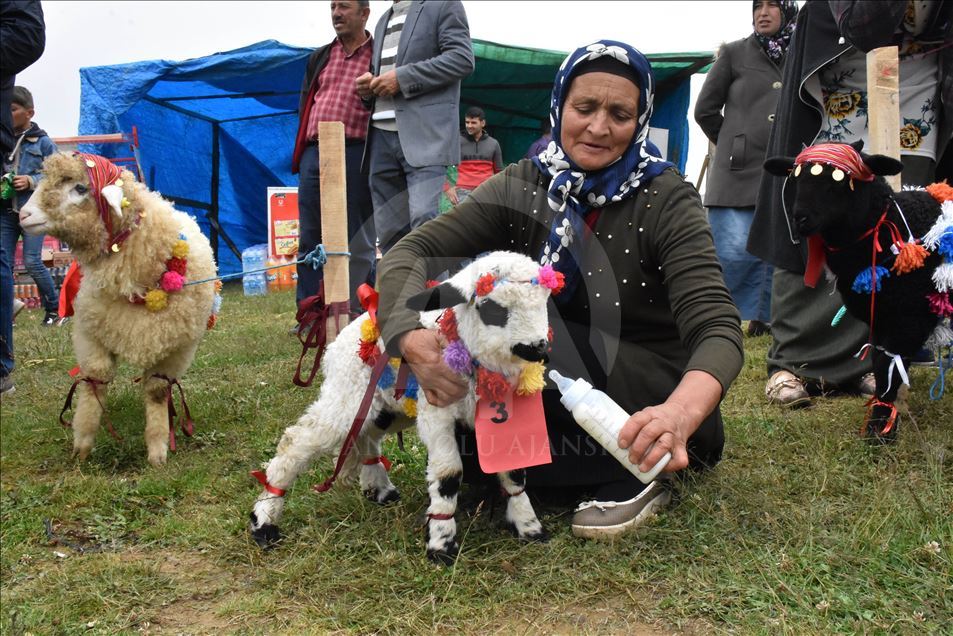 "هضبة تشامباشي".. مهرجان تركي يعنى بالقطاع الحيواني
