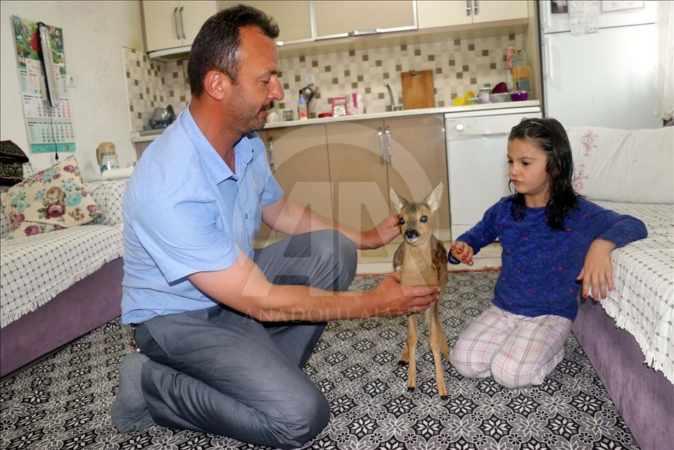 صغير اليحمور "بونجوك" يشارك عائلة تركية حياتها
