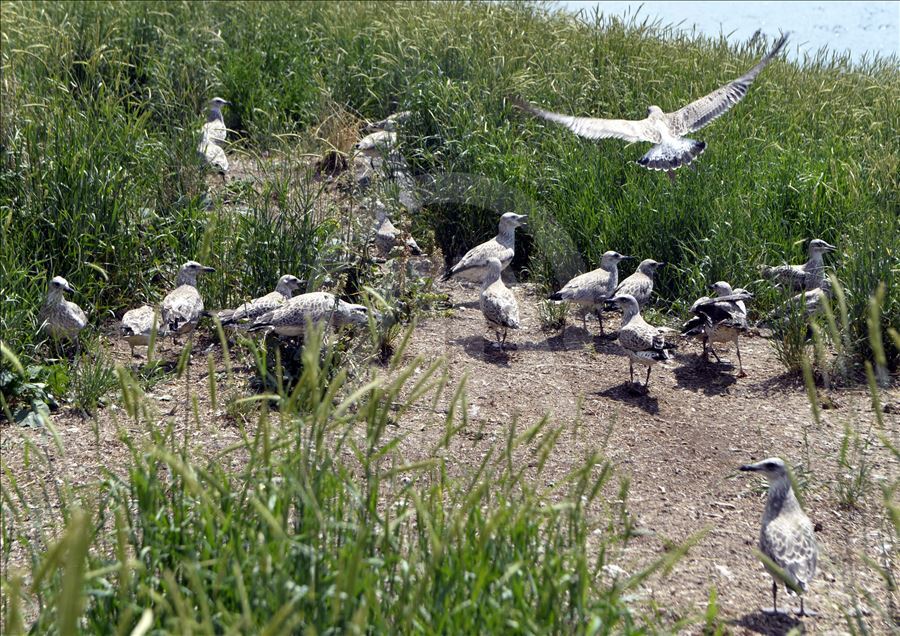 بحيرة "جيلدر" التركية.. مطار تدريبي لصغار الطيور