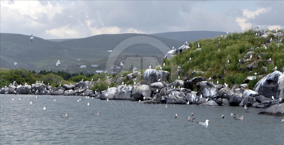 Çıldır Gölü, uçmayı öğrenen yavru kuşlarla şenlendi