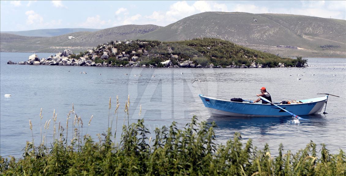 Çıldır Gölü, uçmayı öğrenen yavru kuşlarla şenlendi