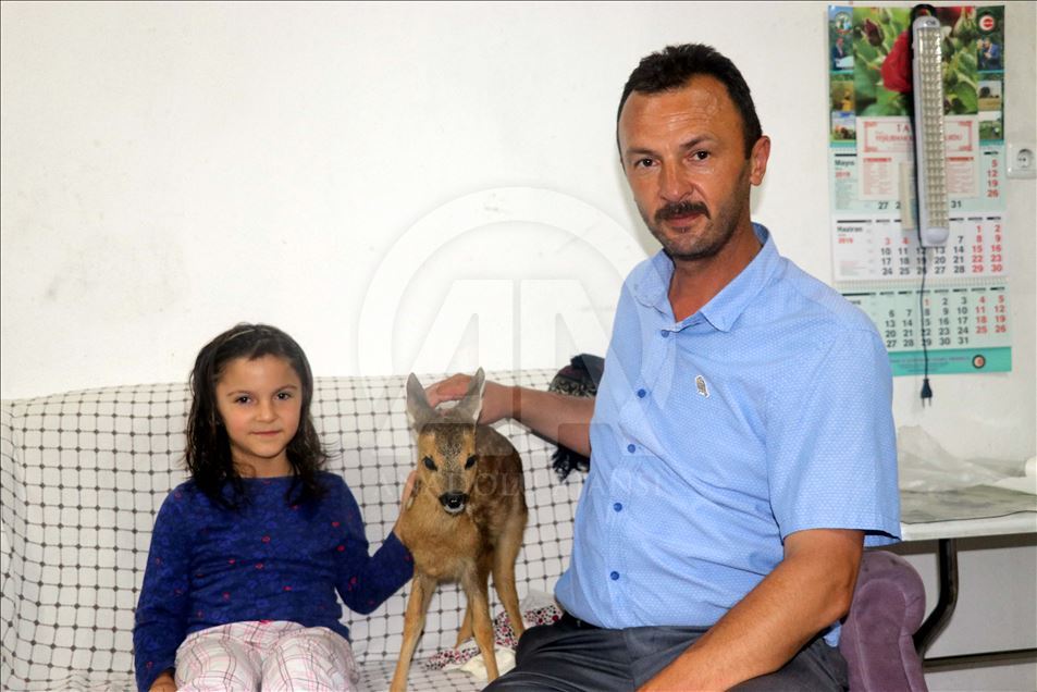 صغير اليحمور "بونجوك" يشارك عائلة تركية حياتها
