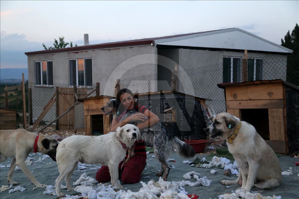 Engelli sokak köpekleri için kurulan "Patiköy" elektrik ve su bekliyor