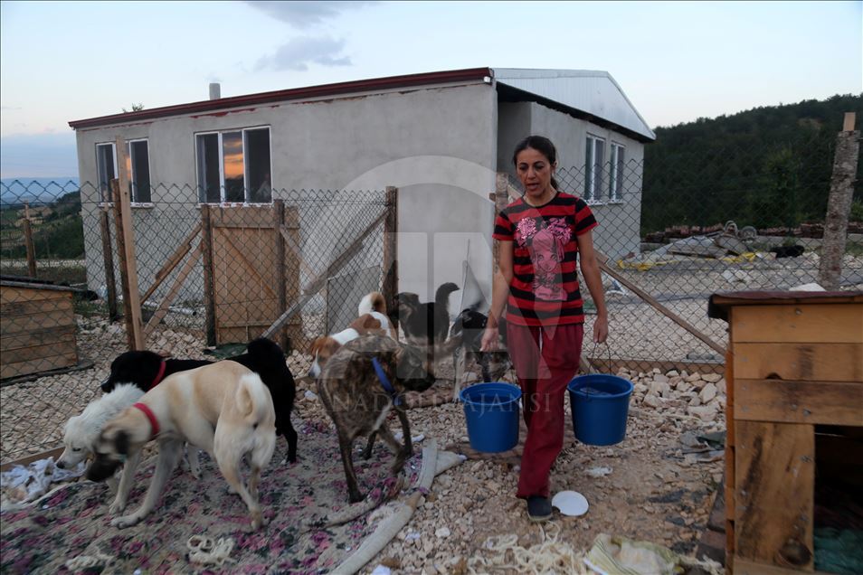 Engelli sokak köpekleri için kurulan "Patiköy" elektrik ve su bekliyor