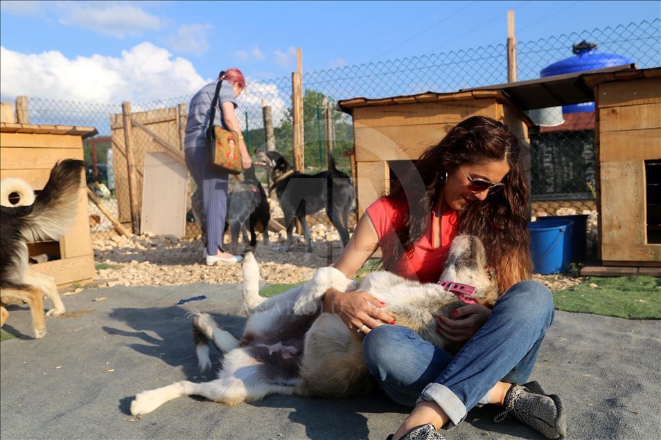 Engelli sokak köpekleri için kurulan "Patiköy" elektrik ve su bekliyor