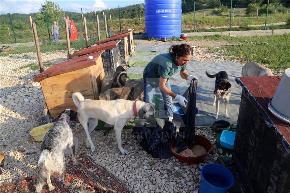Engelli sokak köpekleri için kurulan "Patiköy" elektrik ve su bekliyor
