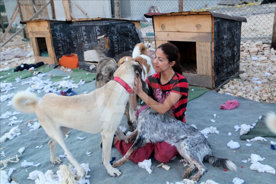 Engelli sokak köpekleri için kurulan "Patiköy" elektrik ve su bekliyor