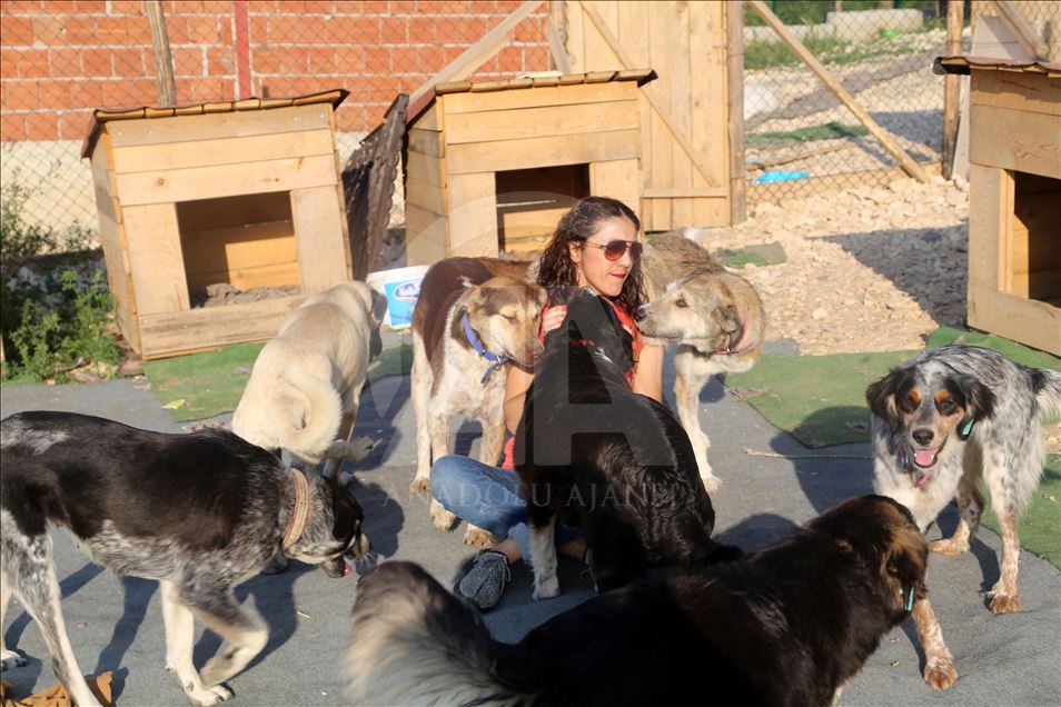 Engelli sokak köpekleri için kurulan "Patiköy" elektrik ve su bekliyor