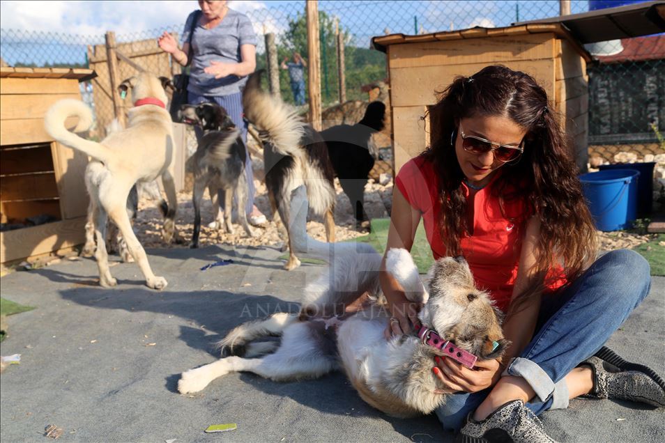 Engelli sokak köpekleri için kurulan "Patiköy" elektrik ve su bekliyor