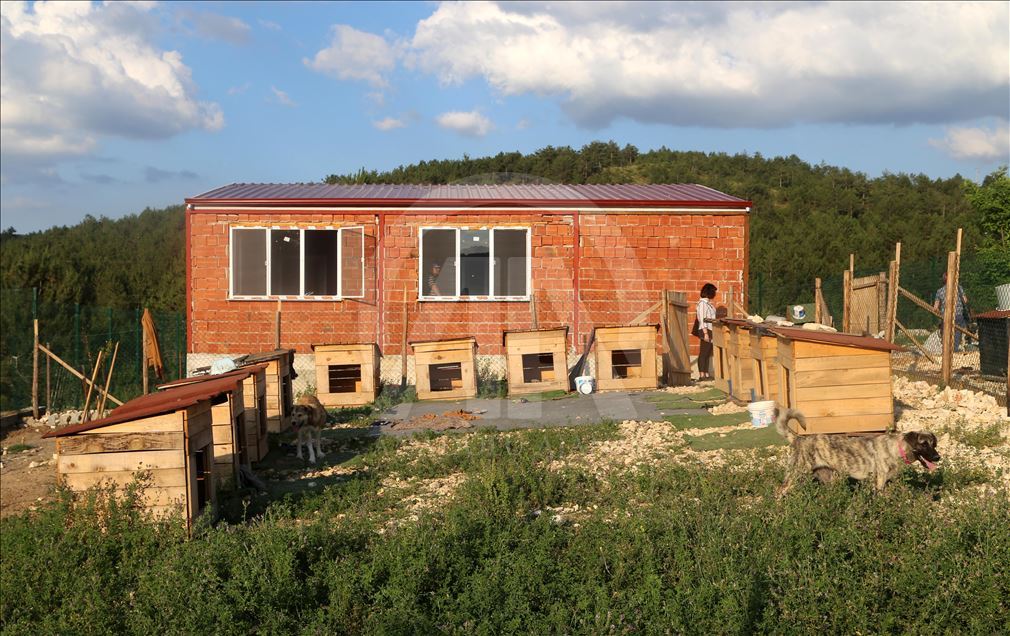 Engelli sokak köpekleri için kurulan "Patiköy" elektrik ve su bekliyor
