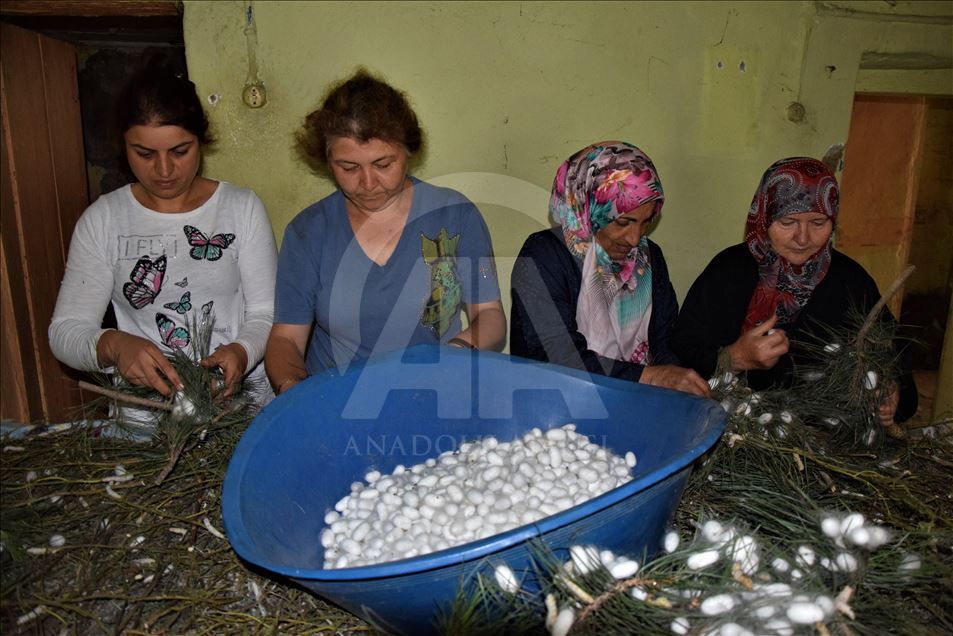 إنتاج حرير الديدان.. قطاع اقتصادي واعد شمال غربي تركيا
