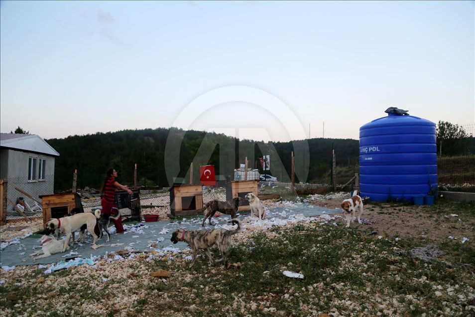 Engelli sokak köpekleri için kurulan "Patiköy" elektrik ve su bekliyor
