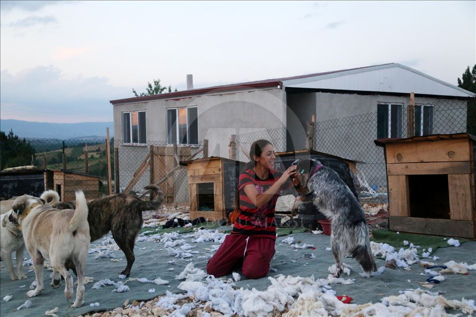 Engelli sokak köpekleri için kurulan "Patiköy" elektrik ve su bekliyor
