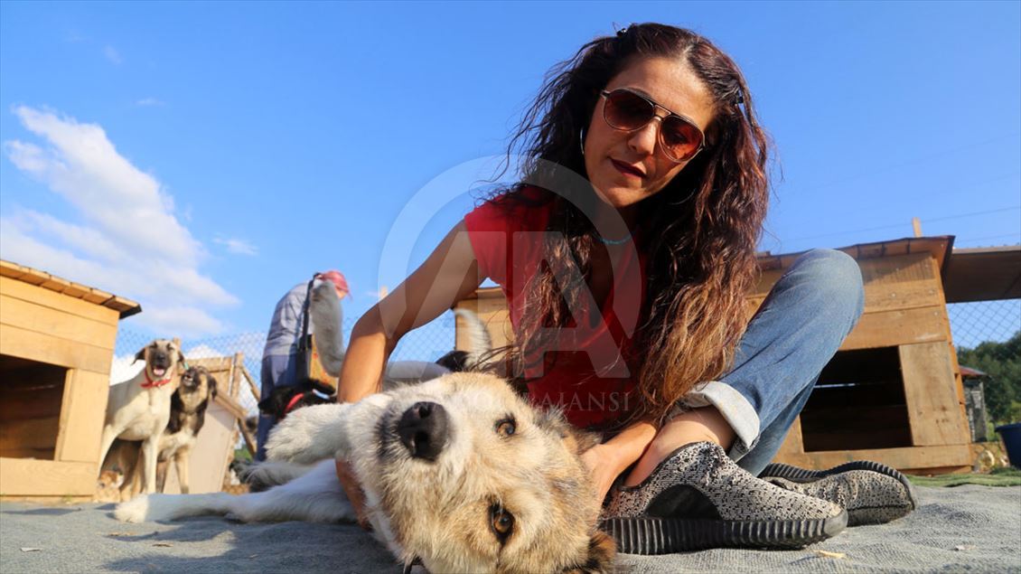 Engelli sokak köpekleri için kurulan 'Patiköy' elektrik ve su bekliyor