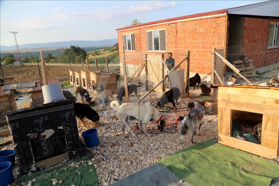 Engelli sokak köpekleri için kurulan "Patiköy" elektrik ve su bekliyor