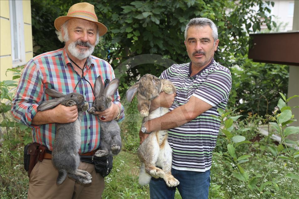 "أرنب ألماني عملاق" يُضفي البهجة على حياة أسرة تركية
