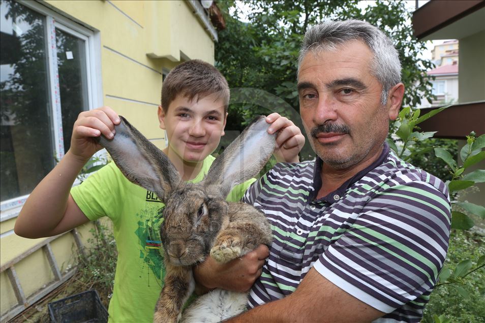 "أرنب ألماني عملاق" يُضفي البهجة على حياة أسرة تركية
