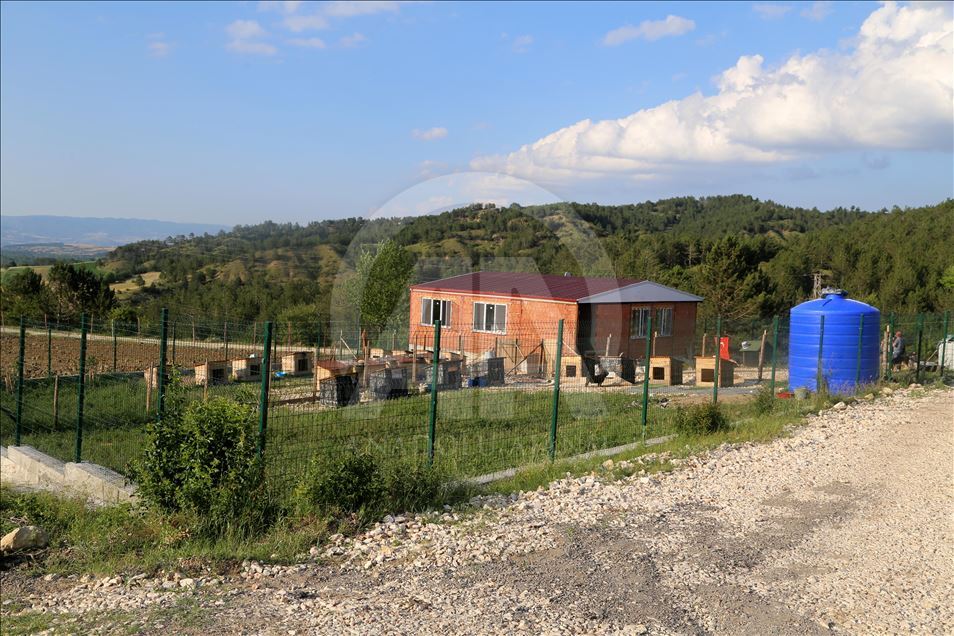 Engelli sokak köpekleri için kurulan "Patiköy" elektrik ve su bekliyor