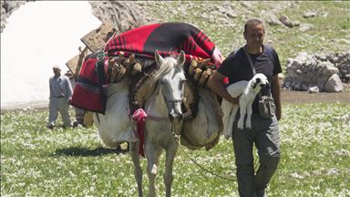 Göçerler atlarla zorlu yayla yolculuğuna başladı