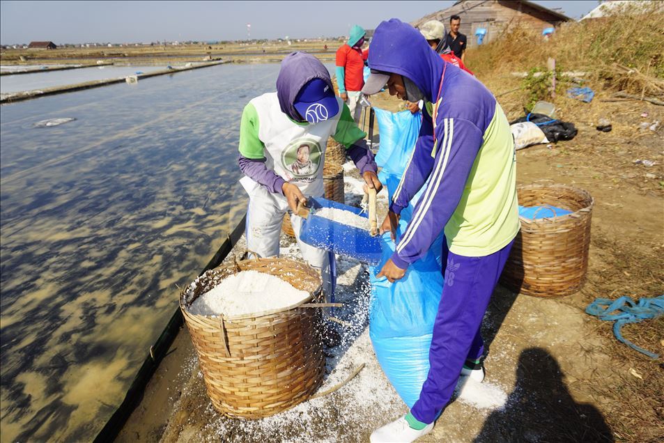 Panen garam di Jepara, Jawa Tengah