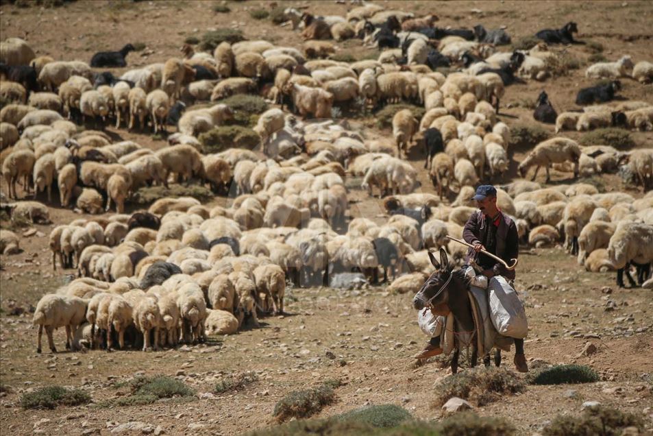 Esquila de ovejas en Van, Turquía