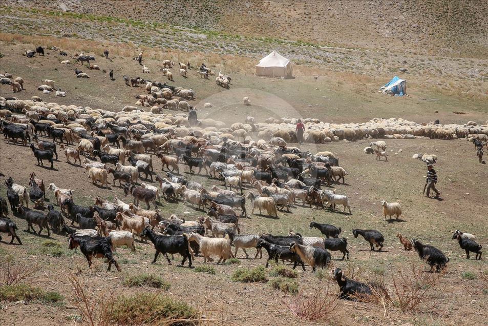 Esquila de ovejas en Van, Turquía