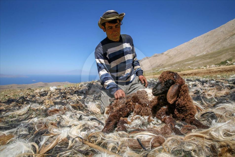 Esquila de ovejas en Van, Turquía
