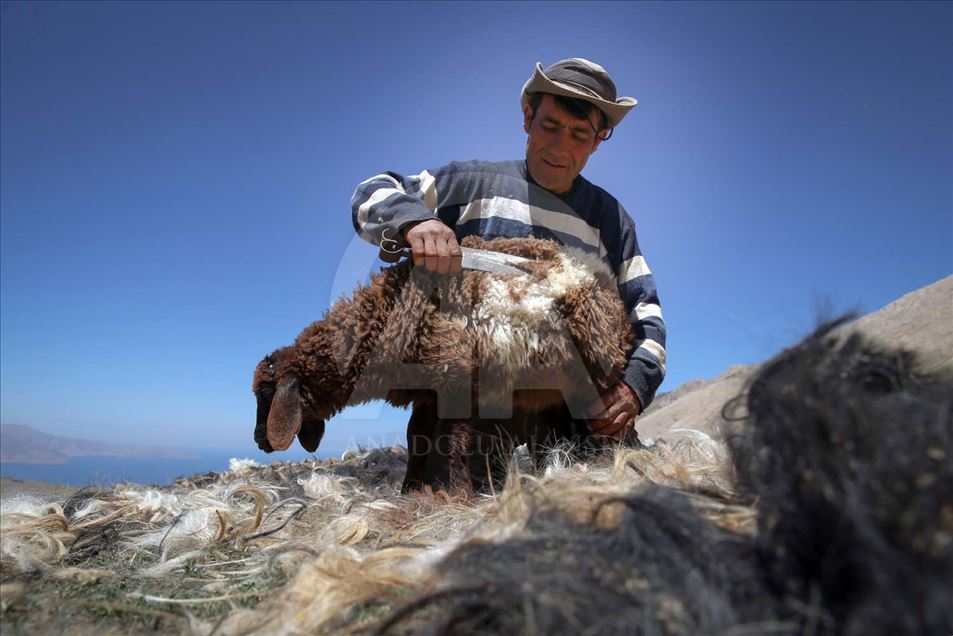 Esquila de ovejas en Van, Turquía