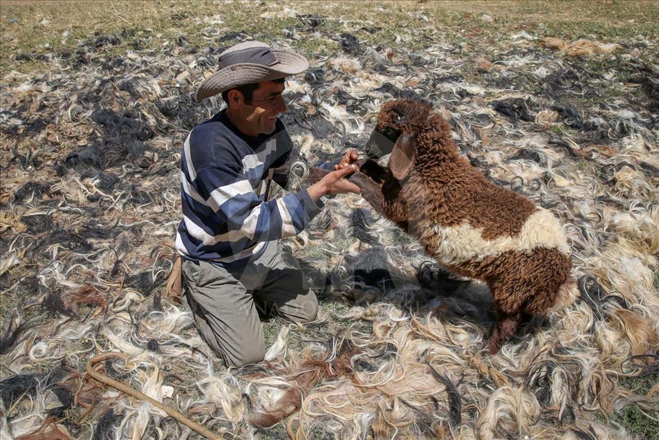 Esquila de ovejas en Van, Turquía