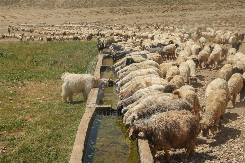 Esquila de ovejas en Van, Turquía