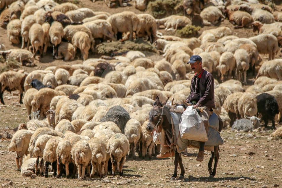 Esquila de ovejas en Van, Turquía
