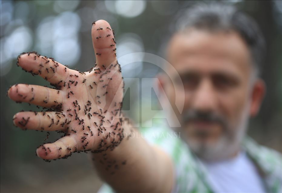 Las hormigas rojas de madera en Turquía