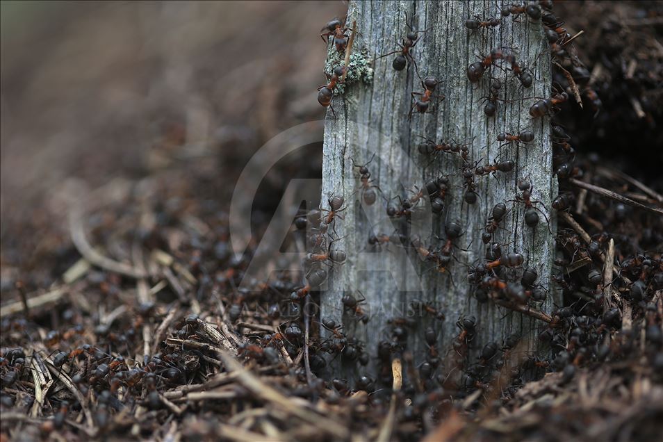 Las hormigas rojas de madera en Turquía