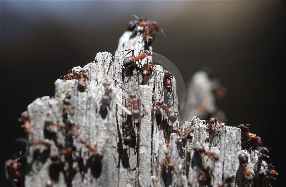 Las hormigas rojas de madera en Turquía