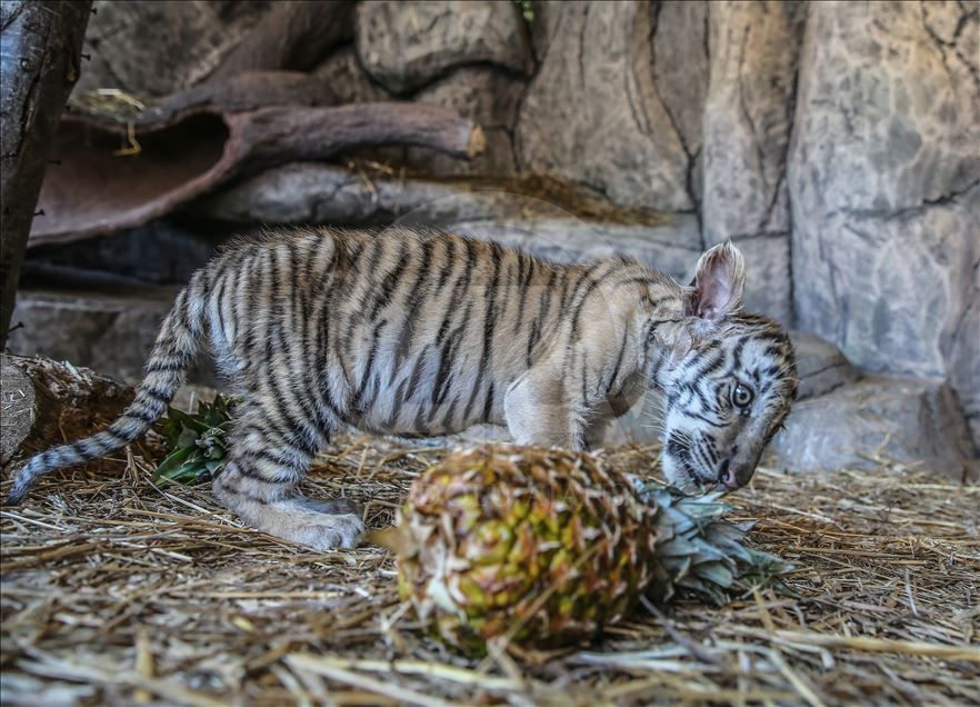 
Istanbul: Mladunci bengalskog tigra osvajaju srca posjetilaca Parka lavova 