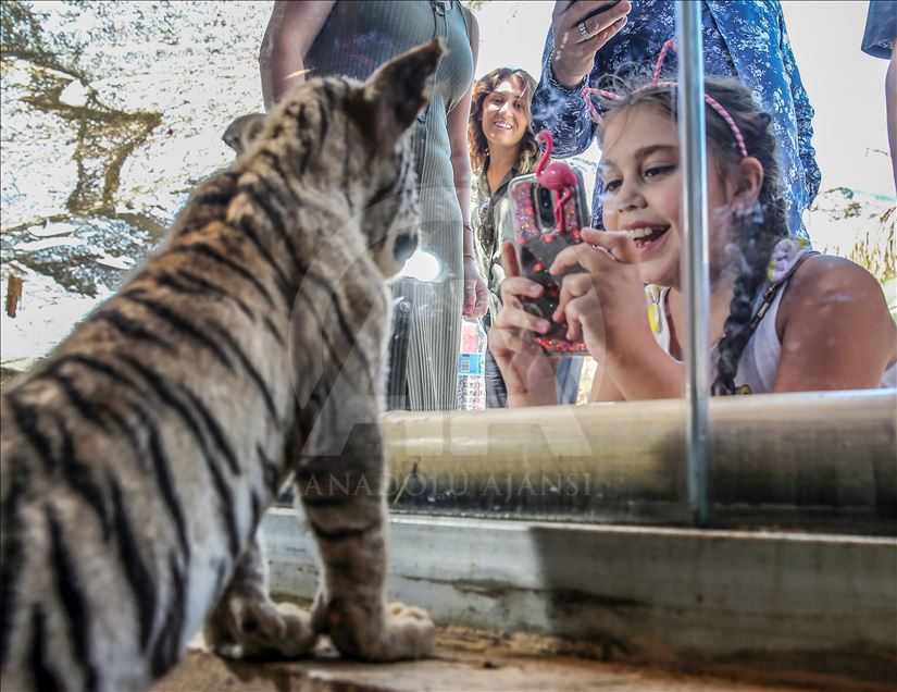 Istanbul's first Bengal tigers attract visitors - Türkiye News