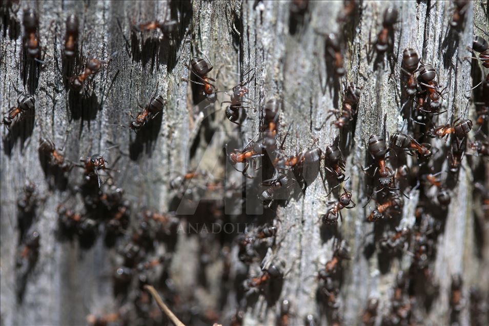 Las hormigas rojas de madera en Turquía