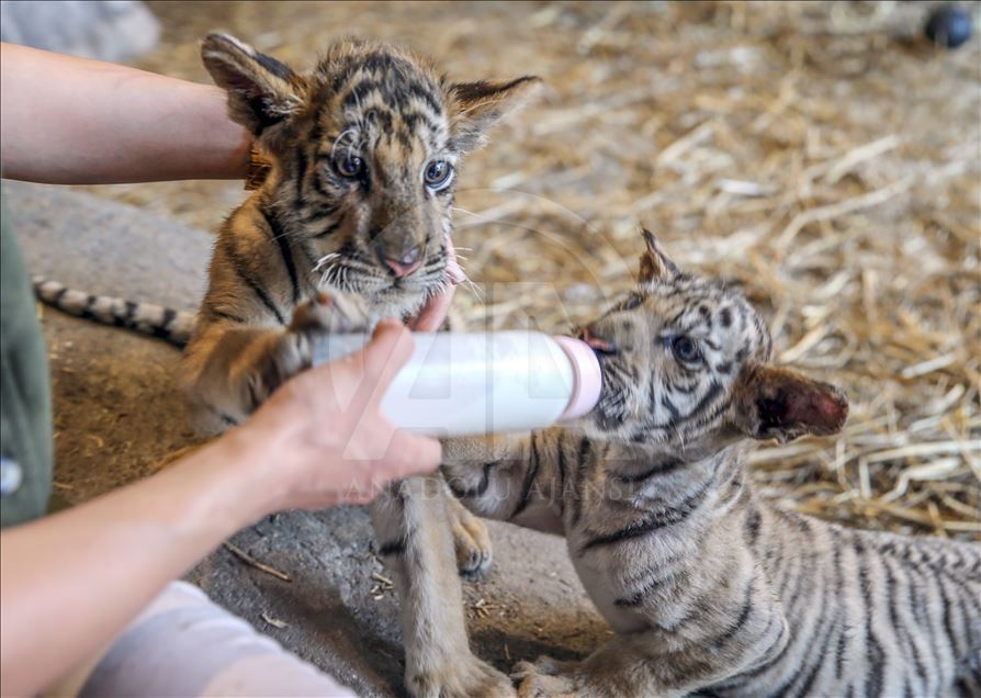 
Istanbul: Mladunci bengalskog tigra osvajaju srca posjetilaca Parka lavova 