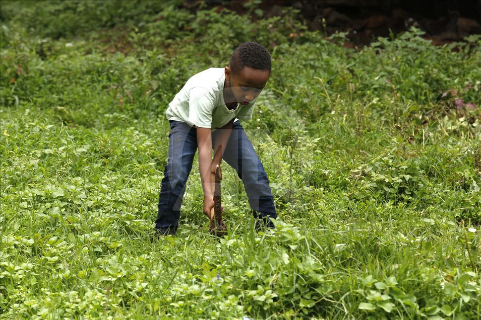 Ethiopians grow green thumb in billion tree drive