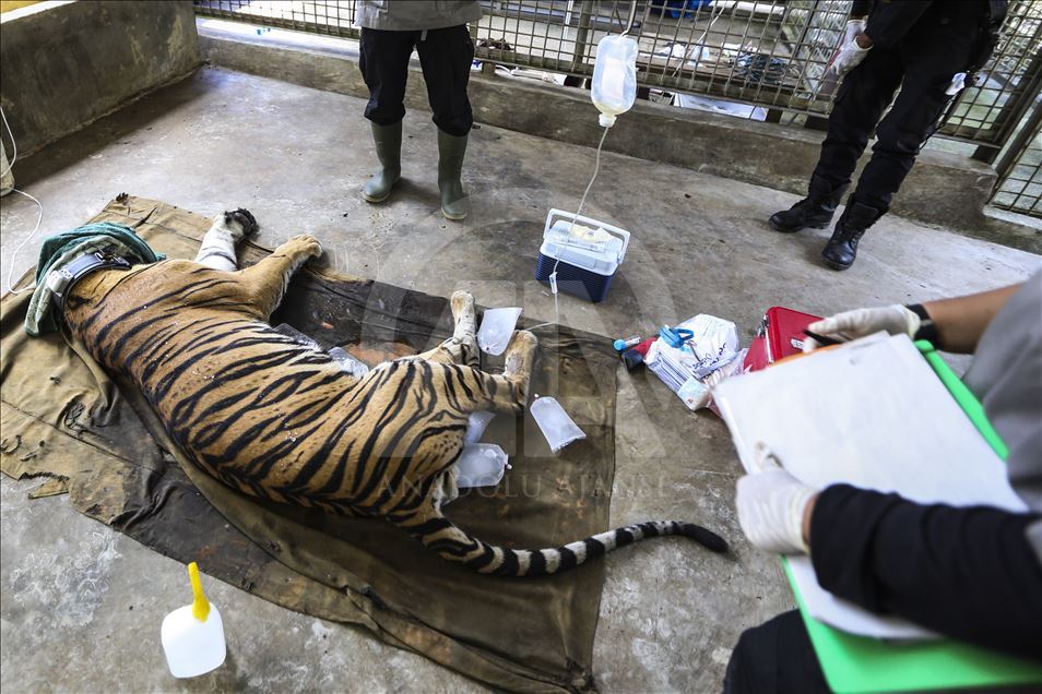 Pelepasan harimau Sumatera ke habitat aslinya
