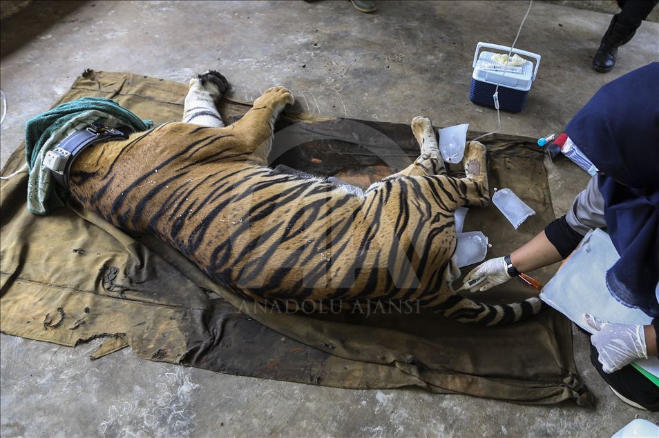 Pelepasan harimau Sumatera ke habitat aslinya