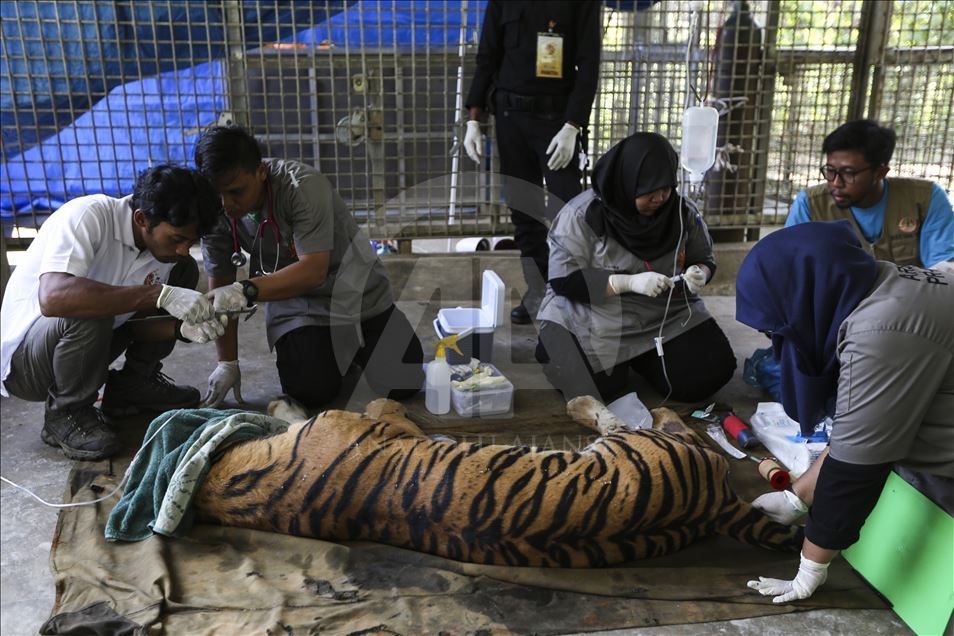 Pelepasan harimau Sumatera ke habitat aslinya