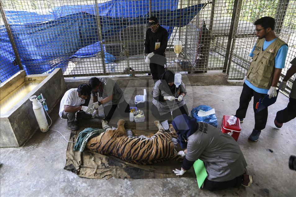 Pelepasan harimau Sumatera ke habitat aslinya