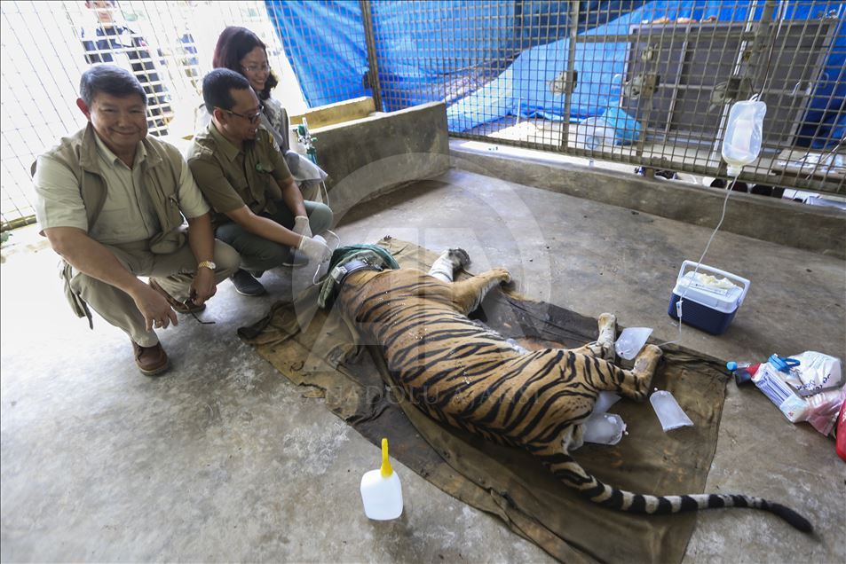Pelepasan harimau Sumatera ke habitat aslinya