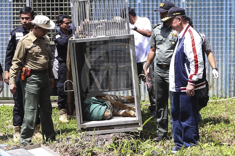 Pelepasan harimau Sumatera ke habitat aslinya