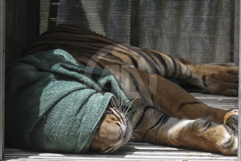 Pelepasan harimau Sumatera ke habitat aslinya