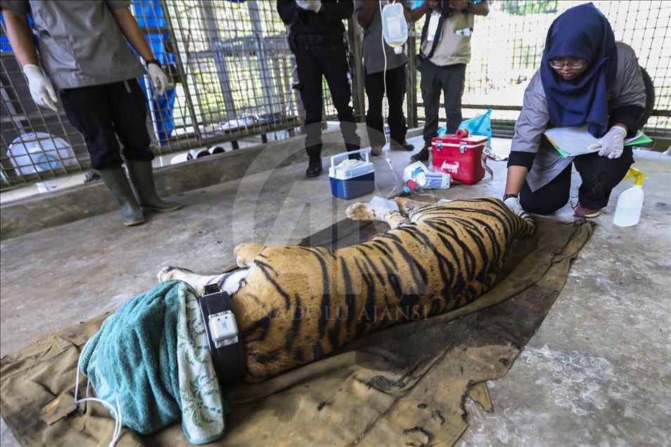 Pelepasan harimau Sumatera ke habitat aslinya