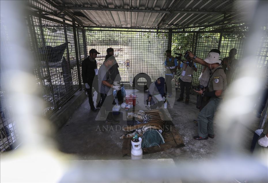 Pelepasan harimau Sumatera ke habitat aslinya