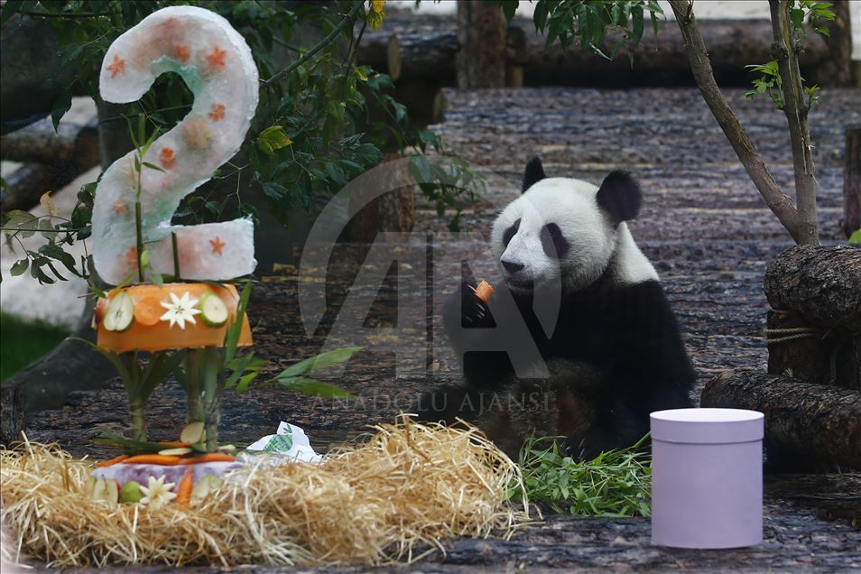 Moscow Zoo celebrates birthday of 2 giant pandas 